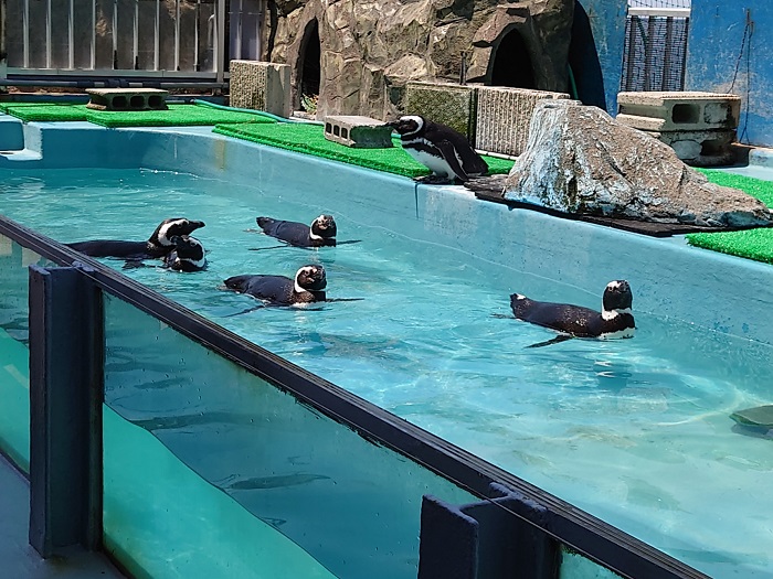 寺泊水族館ペンギン2